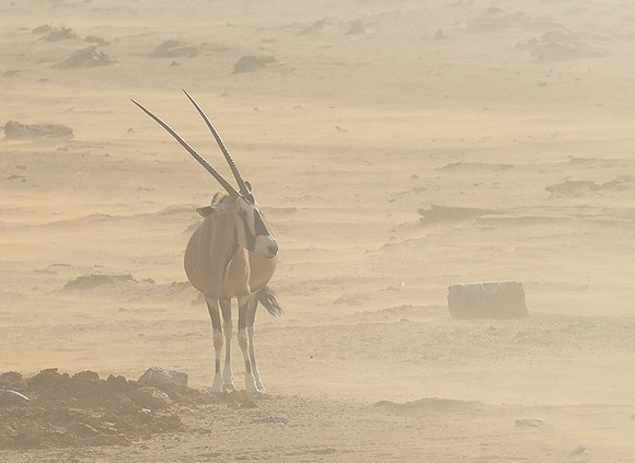 In the desert of Sussusvlei