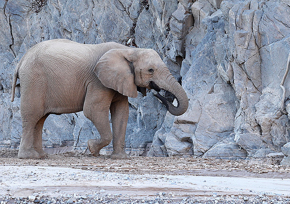 Skeleton coast