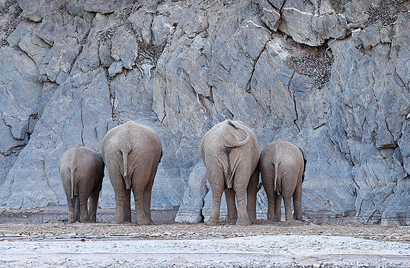Skeleton coast