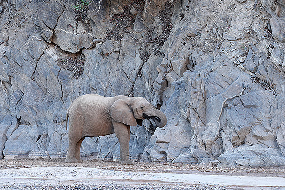 Skeleton coast