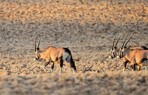 In the desert of Sussusvlei