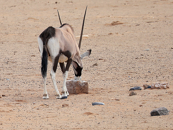 In the desert of Sussusvlei