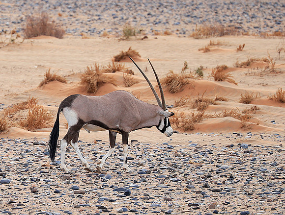 In the desert of Sussusvlei