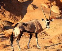 In the desert of Sussusvlei