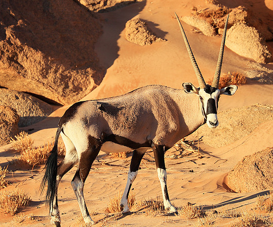 In the desert of Sussusvlei
