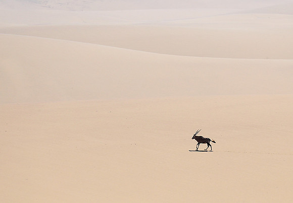 In the desert of Skeleton coast