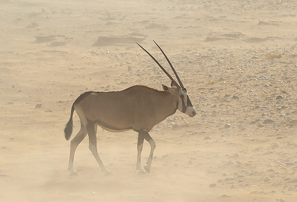 In the desert of Sussusvlei