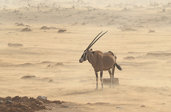 In the desert of Sussusvlei