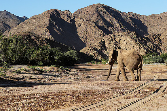 Skeleton coast