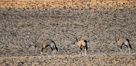 In the desert of Sussusvlei