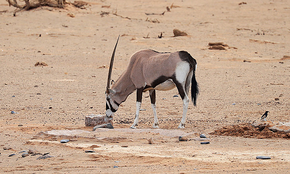 In the desert of Sussusvlei