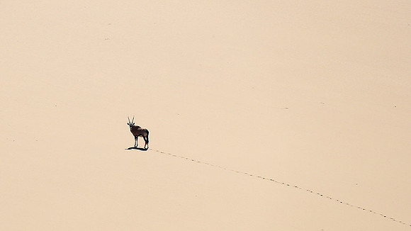 In the desert of Skeleton coast