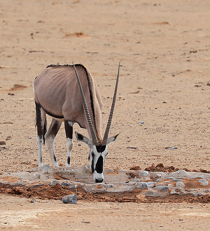 In the desert of Sussusvlei