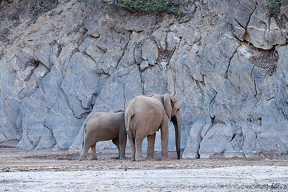 Skeleton coast
