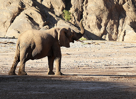 Skeleton coast