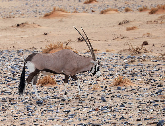 In the desert of Sussusvlei