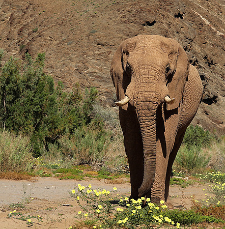 At Skeleton coast