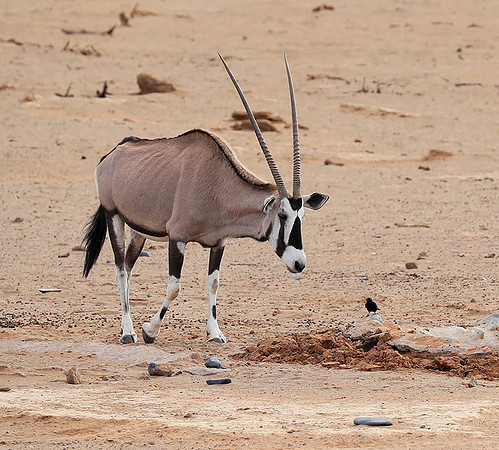 In the desert of Sussusvlei