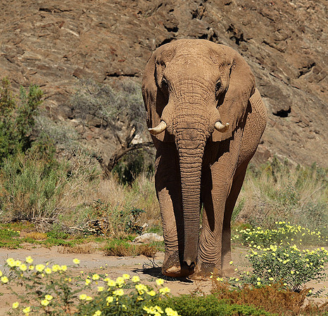 At Skeleton coast