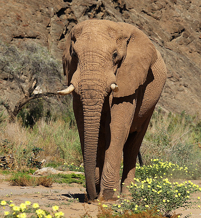 At Skeleton coast