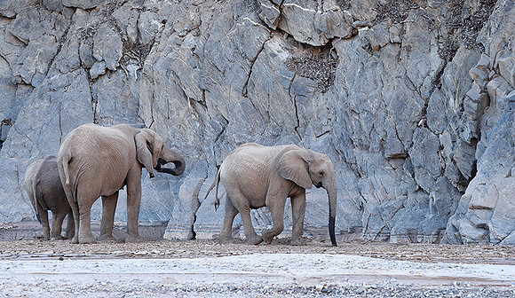 Skeleton coast