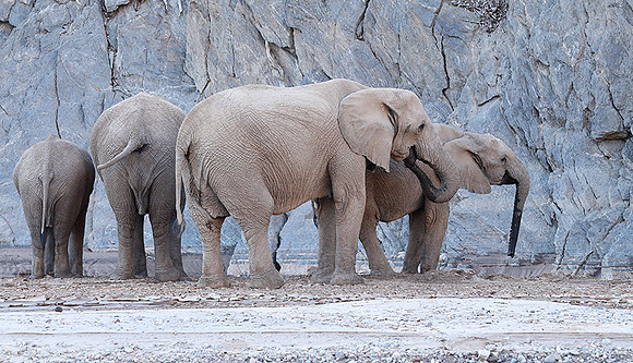 Skeleton coast