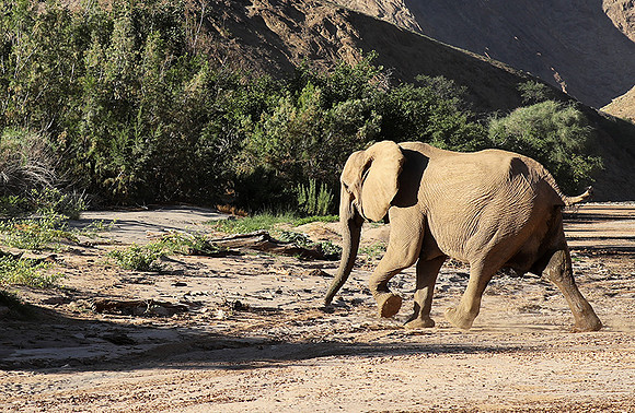 Skeleton coast