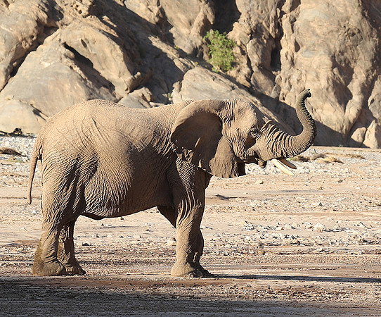 Skeleton coast