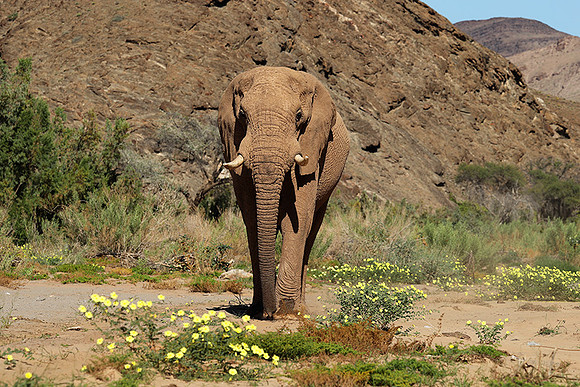 At Skeleton coast
