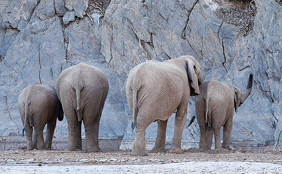 Skeleton coast