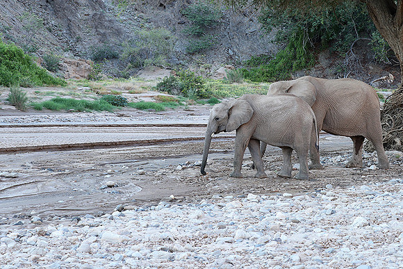 Skeleton coast