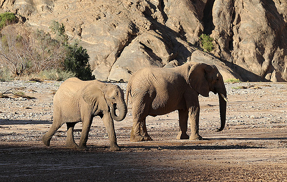 Skeleton coast