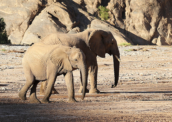 Skeleton coast