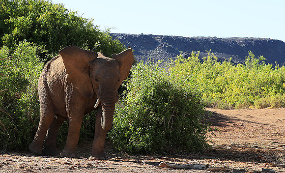 Damaraland