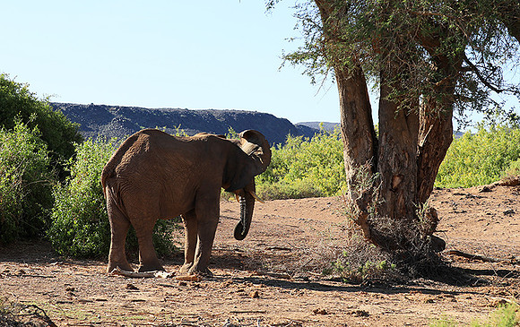 Damaraland