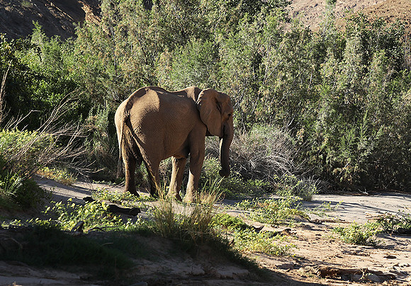 Skeleton coast