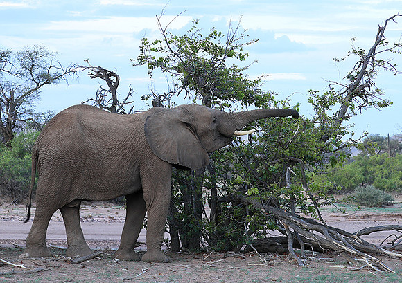 Damaraland