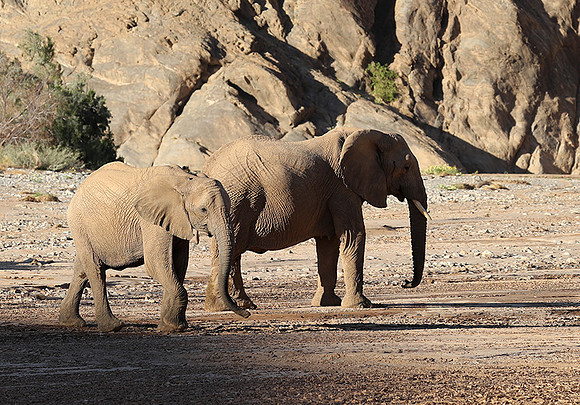 Skeleton coast