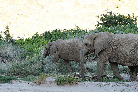 Skeleton coast