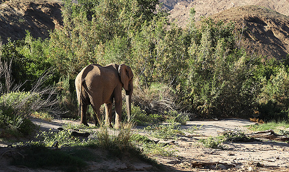 Skeleton coast