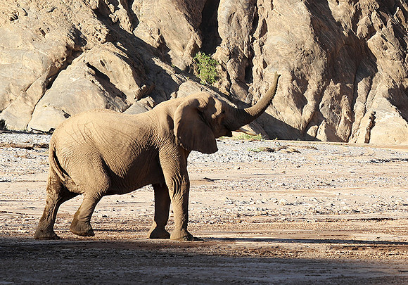 Skeleton coast