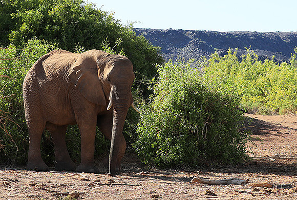 Damaraland