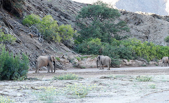 Skeleton coast