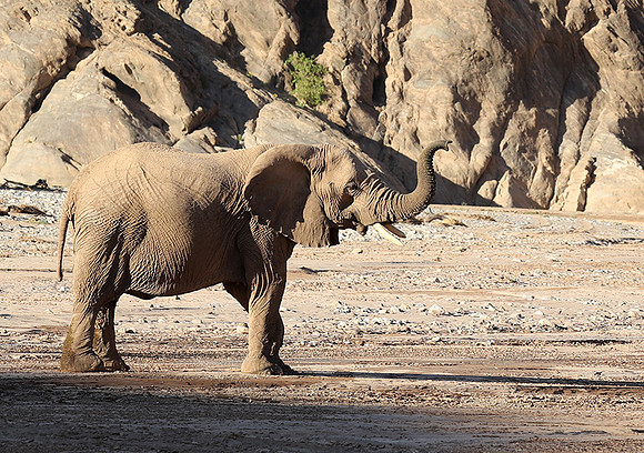 Skeleton coast