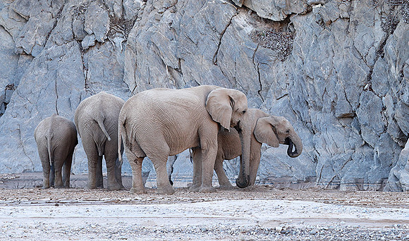 Skeleton coast