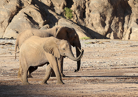 Skeleton coast