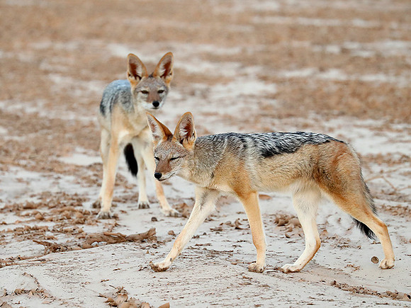 Black-backed jackal - Skeleton Coast