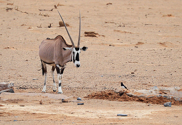 In the desert of Sussusvlei