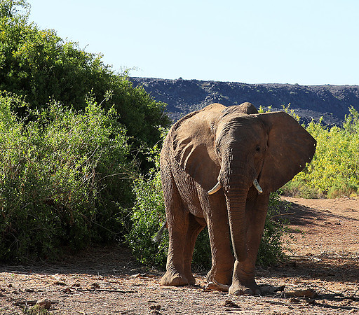 Damaraland