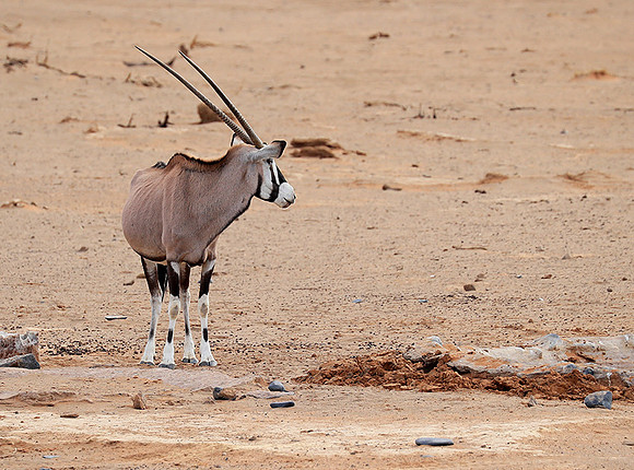 In the desert of Sussusvlei